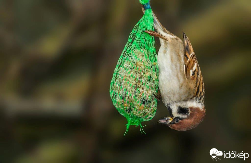 Fejre állt a veréb 