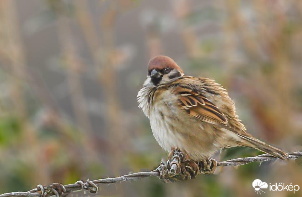 Jön a hideg, elővettem a téli subámat. 