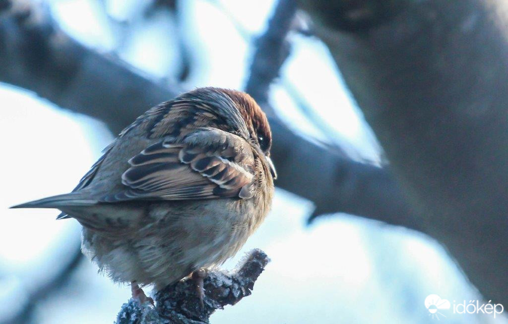Nézzd meg, tollas a hátam Én is madár vagyok!
