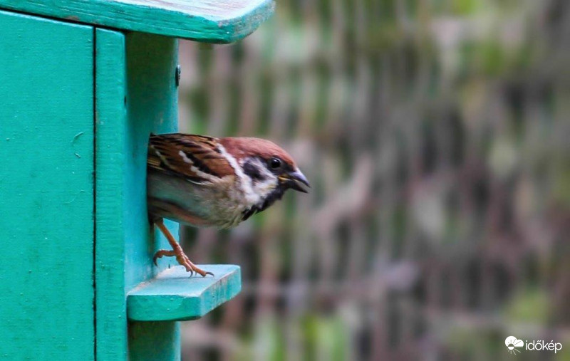 Ezek egész nap csak ennének!