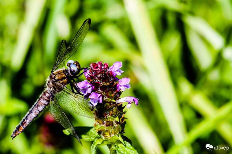 Mocsári szitakötő