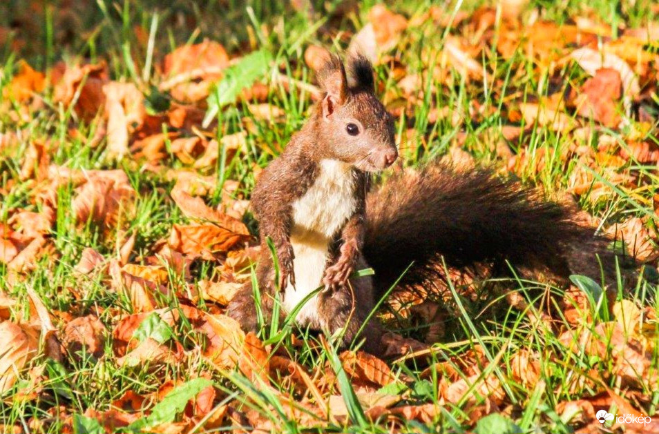 Nálam már Ősz van 