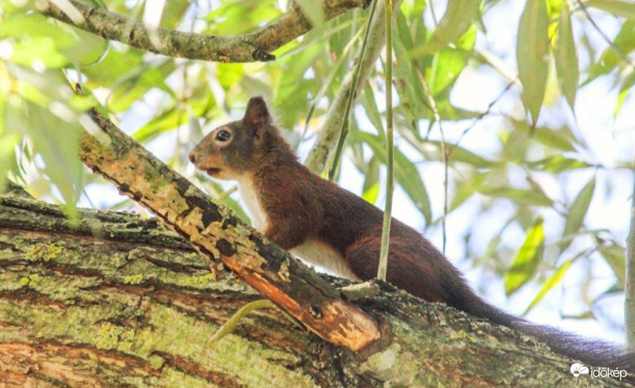Eltévedtem Ez nem diófa. 