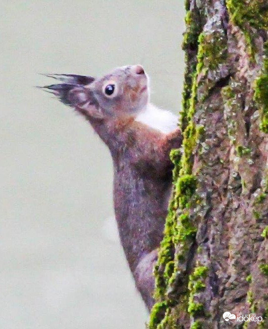 Mókus Csak fölfelé 
