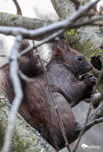 Jó étvágyat Mókuska 
