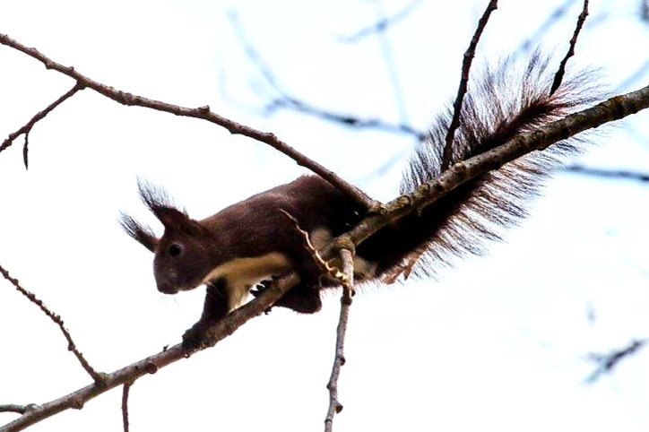 Reggeli légtornász 