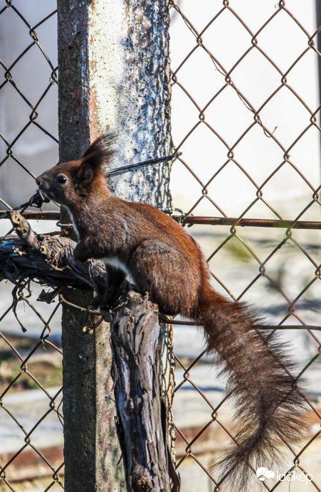 Mókus a kertünkben 