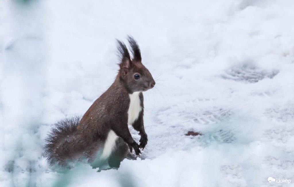 Hógolyózik a Mókus 