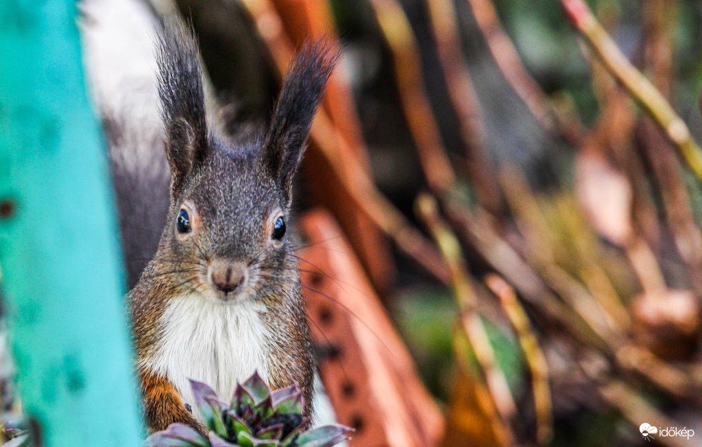 A Mókuska megjött a dió adagjáért 