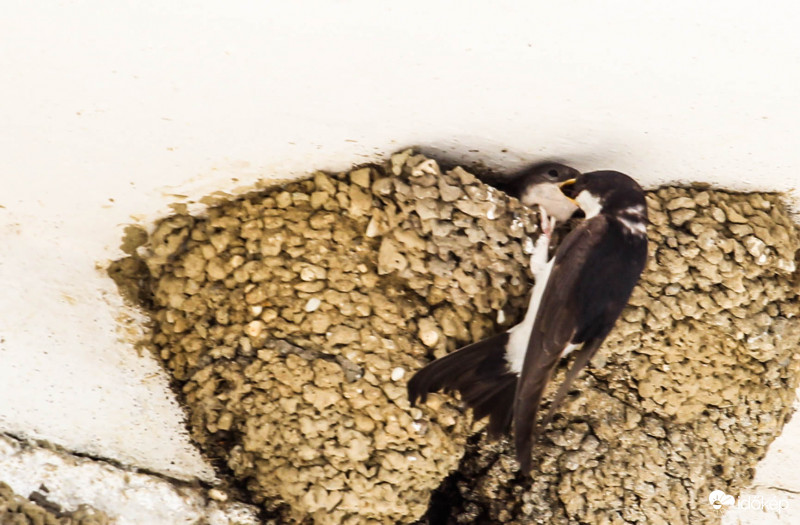 Etet a Molnárfecske