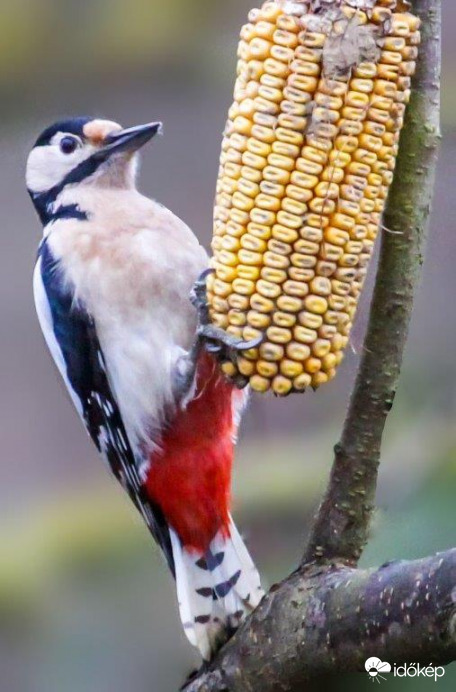 Velem lehet kukoricázni 