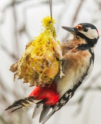 Nagy fakopáncs reggelizik  