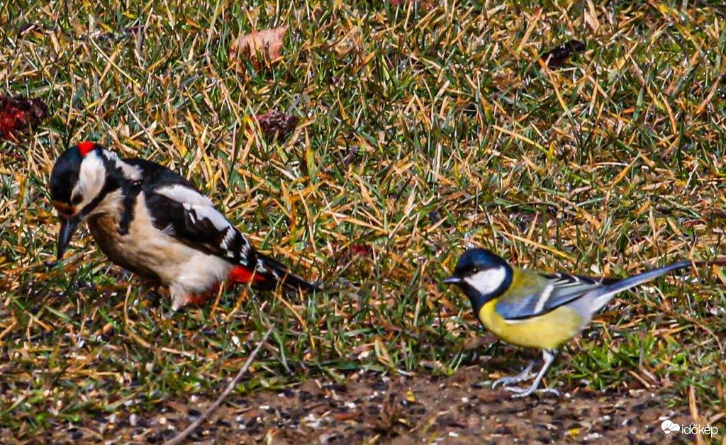 Nagy fakopáncs és a Széncinege 