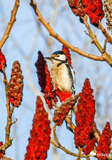 Elbújt a Nagy fakopáncs a piros gatyában 