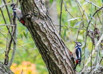 Nagyvizit reggel.  Nagy fakopáncsok. 