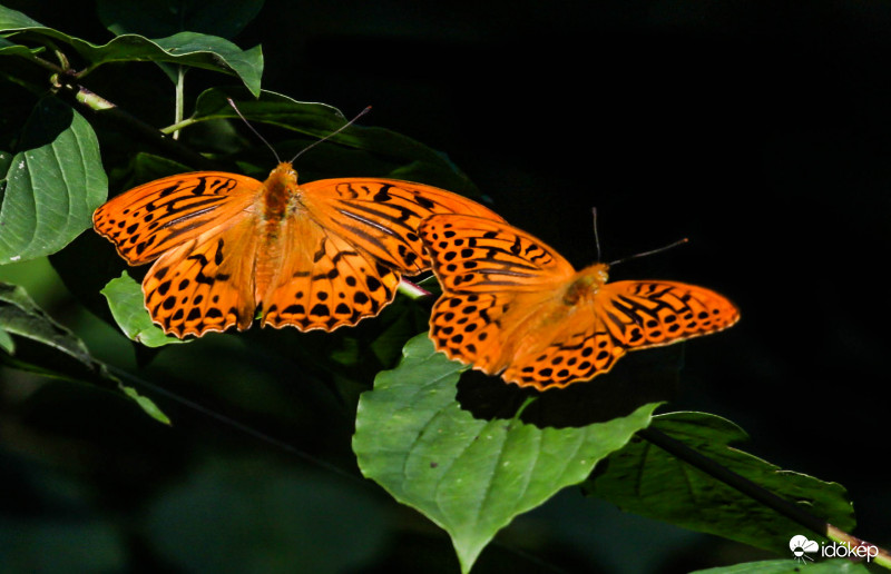 Nagy gyöngyház lepkék