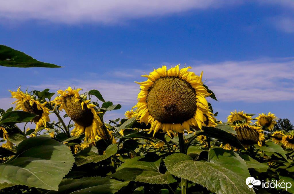 A Napraforgót választották a 2021-es év növényének 