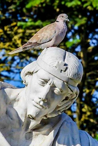 Király ez a hely. (Balkáni gerle, IV. Béla)