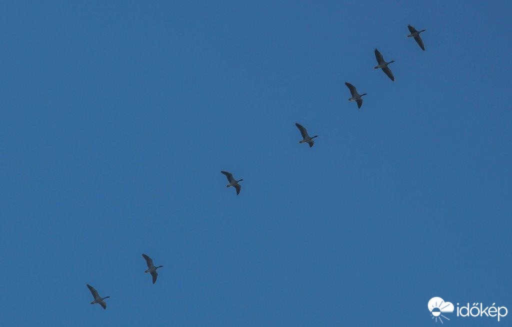 Előre jelzik a hidegfrontot,Dél felé húznak a ludak 