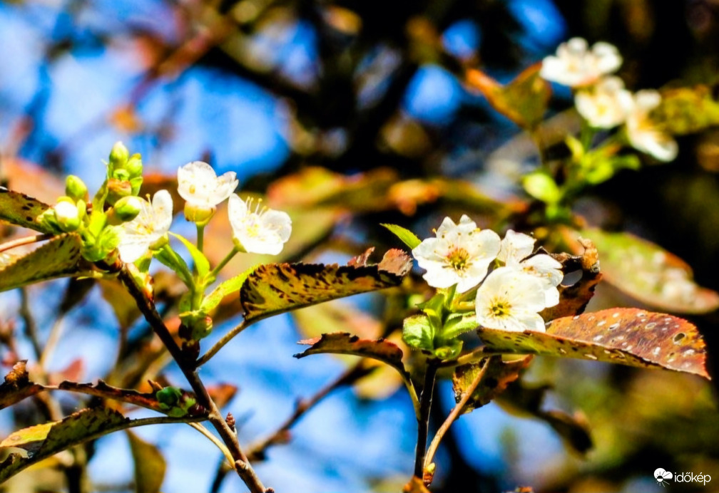 Virágzó meggyfa 
