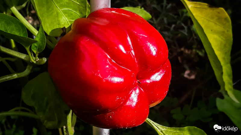 Kaliforniai paprika