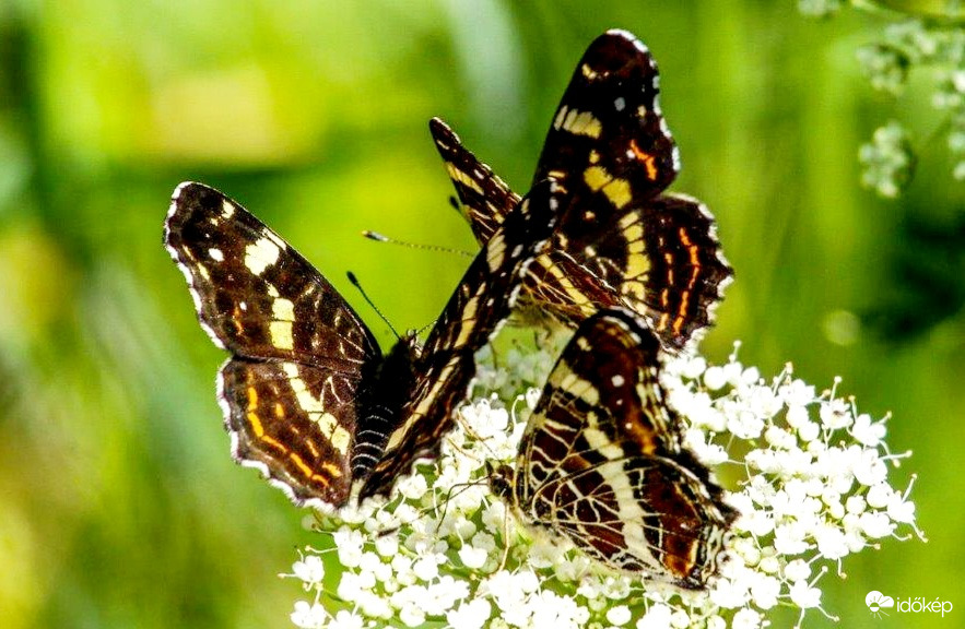 Pókhálós lepkék találkozója 