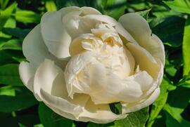 Fehér Pünkösdi rózsa 