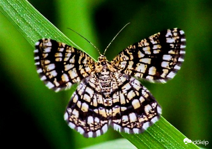 Rácsos rétiaraszoló 