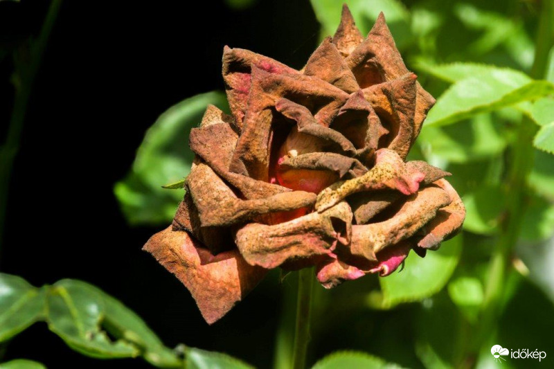 Rózsa a kánikulában 