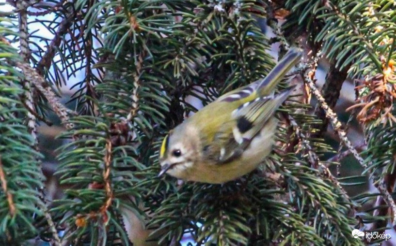 Sárgafejű királyka 