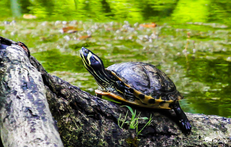 Sárgafülű ékszerteknős 
