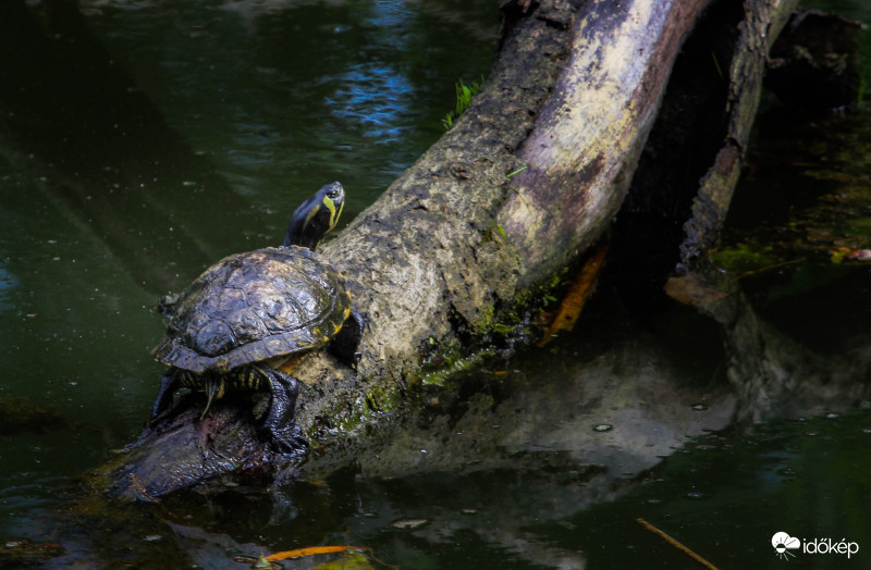 Sárgafülű ékszerteknős A Küldönc