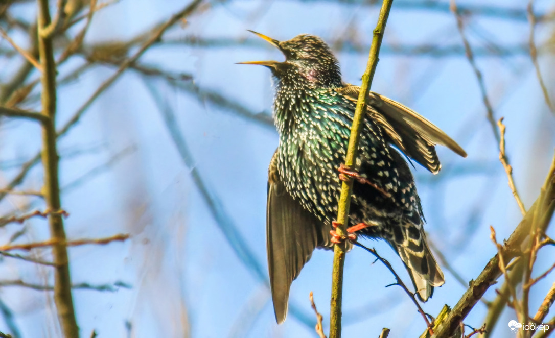 Megérkeztem- mondja a Seregély. 