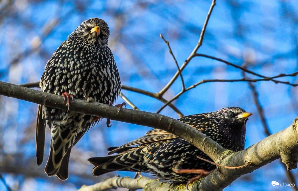 Megjöttek a Seregélyek 