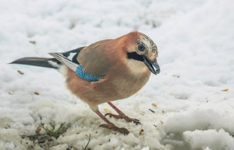 Tudod? Ma van Mátyás napja. Engem Mátyás madárnak hívnak.