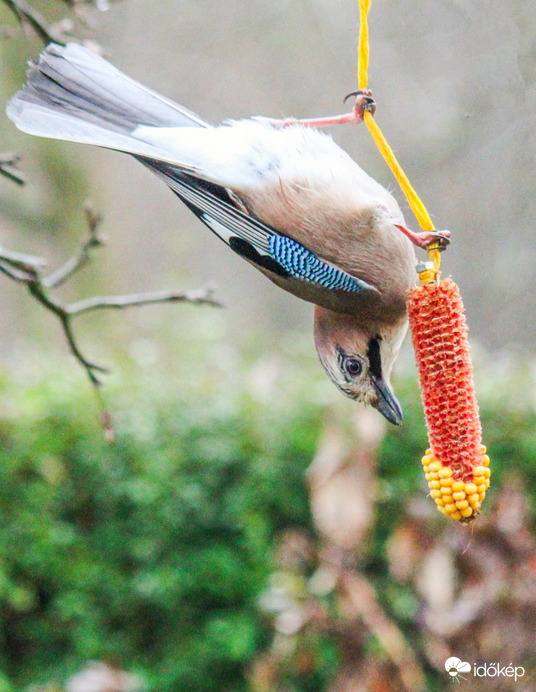 Szajkó a "kötéltáncos "