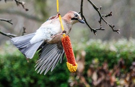 Hinta-palinta, hintázik a Szajkócska .