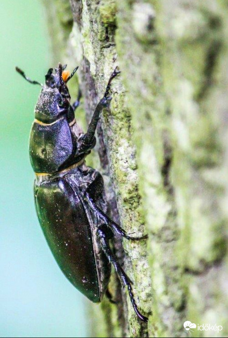 Szarvasbogár nőstény. Megszökött a párom 