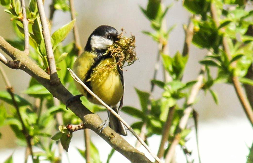 Széncinege fészket épít 