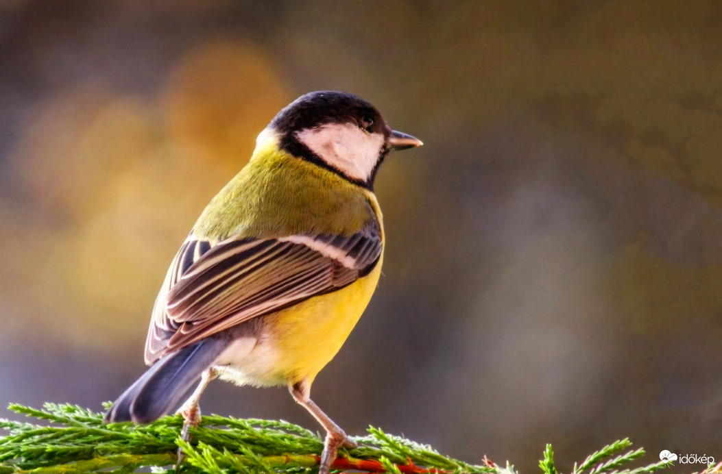 Reggeli napfürdőzés 