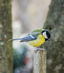 Láttál már karón Cinkét?