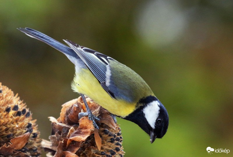 Jó reggelt mindenkinek.