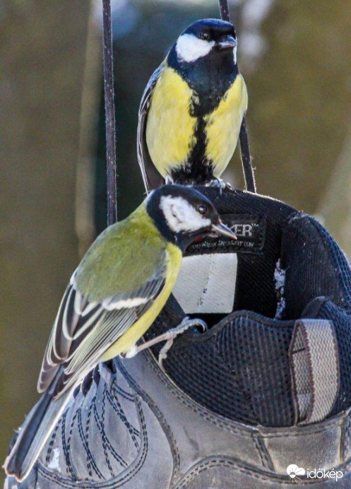 Az ötlet jó, csak fogytán van a napraforgó. 