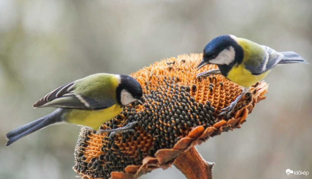 Jó itt lenni, itt mindig van mit enni!