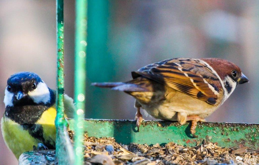 Körforgalom Aki benn van, annak van elsőbbsége 