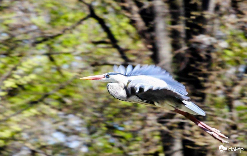Elhúzok mert jön a halőr 