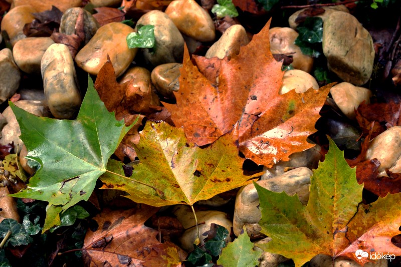 Kövek,levelek.