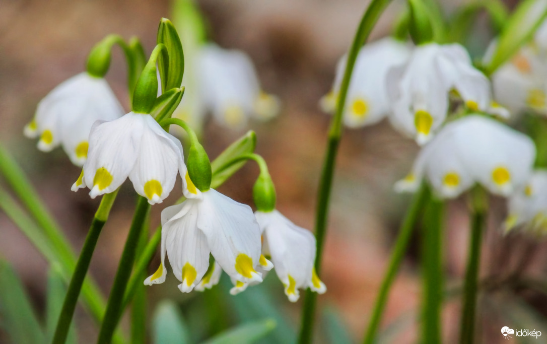 Tavaszi Tőzike 