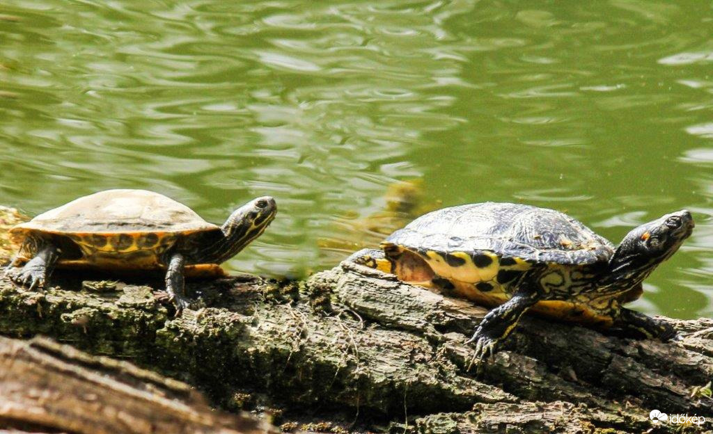 Ne siess! Lassan járj, tovább "élsz ".