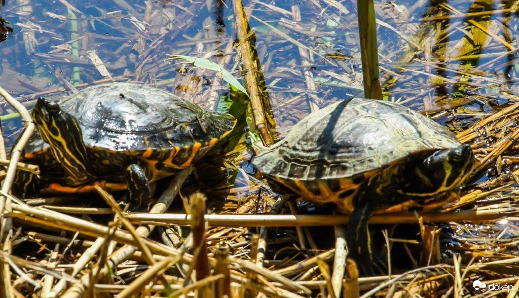Teknősök 